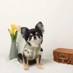 ミックスカラー反射ハーネス