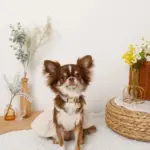 ミックスカラー反射カラー【名入れ彫刻対応】