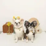 ミックスカラー反射カラー【名入れ彫刻対応】