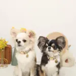 ミックスカラー反射カラー【名入れ彫刻対応】