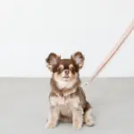 コットンライクハーネス