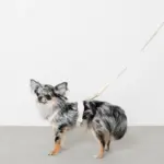 コットンライクハーネス