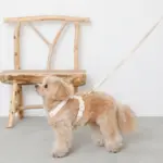 コットンライクハーネス