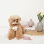 冷感いちご柄ハーネス+リードSET【名入れ刺繍対応】