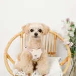 冷感いちご柄ハーネス+リードSET【名入れ刺繍対応】