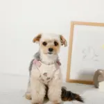 冷感いちご柄ハーネス+リードSET【名入れ刺繍対応】