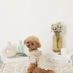 くまさんハーネス