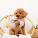 ショルダーフリルハーネス＋リードSET【名入れ刺繍対応】