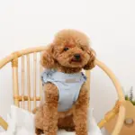 ショルダーフリルハーネス＋リードSET【名入れ刺繍対応】