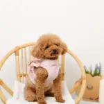 ショルダーフリルハーネス＋リードSET【名入れ刺繍対応】