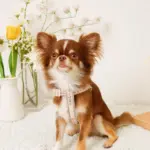 反射フラワー刺繍ハーネス+リードSET【名入れ刺繍対応】