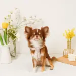 反射フラワー刺繍ハーネス+リードSET【名入れ刺繍対応】