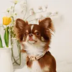 フラワーチャーム刺繍カラー+リードSET【名入れ彫刻対応】