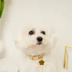 フラワーチャーム刺繍カラー+リードSET【名入れ彫刻対応】