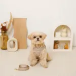 リボン刺繍フリルキルティングハーネス+リードSET【名入れ刺繍対応】