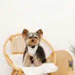 リボン刺繍フリルキルティングハーネス+リードSET【名入れ刺繍対応】