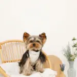 リボン刺繍フリルキルティングハーネス+リードSET【名入れ刺繍対応】