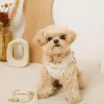 リボン刺繍フリルキルティングハーネス+リードSET【名入れ刺繍対応】