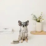 メッシュコンビ反射テープハーネス+リードSET【名入れ刺繍対応】