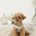 冷感フラワー刺繍ハーネス+リードSET【名入れ刺繍対応】