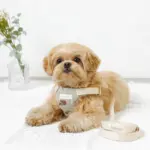 冷感フラワー刺繍ハーネス+リードSET【名入れ刺繍対応】