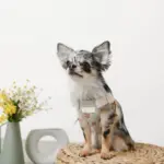 冷感フラワー刺繍ハーネス+リードSET【名入れ刺繍対応】