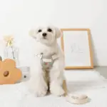 冷感フラワー刺繍ハーネス+リードSET【名入れ刺繍対応】