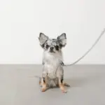 冷感アイスクリーム柄ハーネス+リードSET【名入れ刺繍対応】