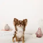 冷感アイスクリーム柄ハーネス+リードSET【名入れ刺繍対応】