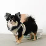 冷感アイスクリーム柄ハーネス+リードSET【名入れ刺繍対応】