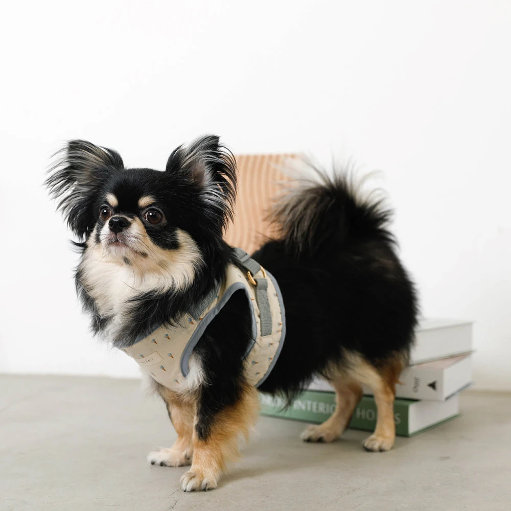 wear dog - best value dog clothes 2025