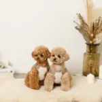 撥水バイカラーハーネス+リードSET【名入れ刺繍対応】