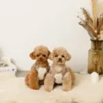 撥水バイカラーハーネス+リードSET【名入れ刺繍対応】