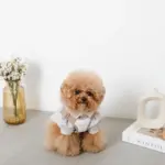 撥水バイカラーハーネス+リードSET【名入れ刺繍対応】