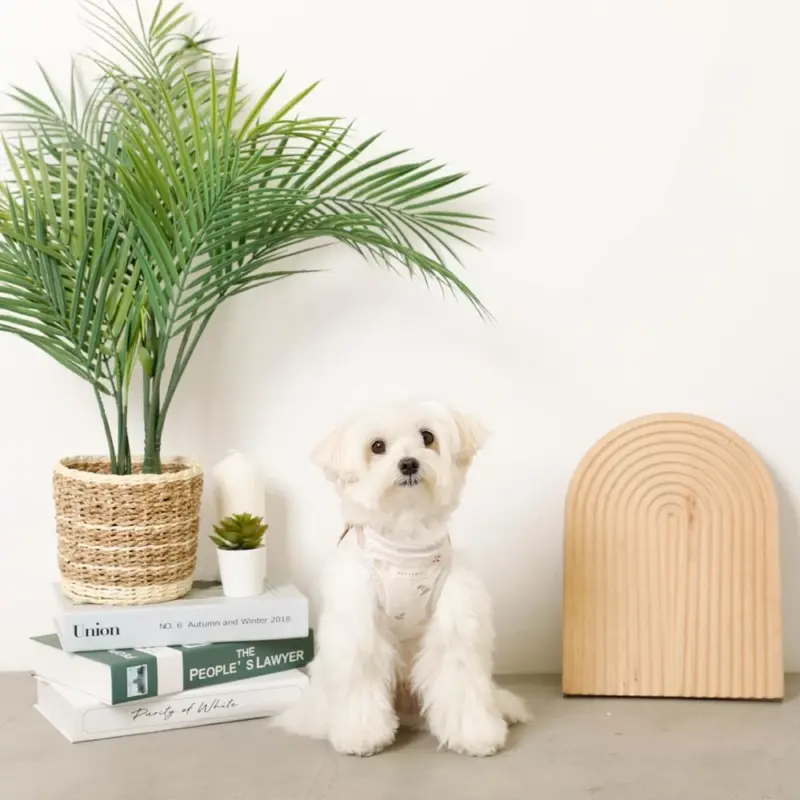 ウォーキング 服装 おしゃれ - Professional Guide and Review