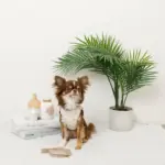 子犬 ハーネス サイズ - Professional Guide and Review