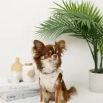 冷感マリン柄刺繍ハーネス+リードSET【名入れ刺繍対応】