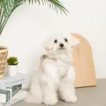 冷感マリン柄刺繍ハーネス+リードSET【名入れ刺繍対応】