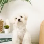 冷感マリン柄刺繍ハーネス+リードSET【名入れ刺繍対応】