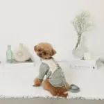 冷感マーガレット柄ハーネス+リードSET【名入れ刺繍対応】【保冷剤付き】