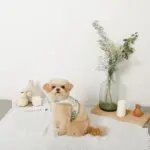 冷感マーガレット柄ハーネス+リードSET【名入れ刺繍対応】【保冷剤付き】