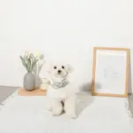 冷感マーガレット柄ハーネス+リードSET【名入れ刺繍対応】【保冷剤付き】