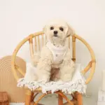 リンゴ柄刺繍ハーネス+リードSET【名入れ刺繍対応】