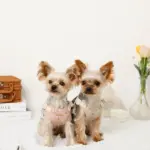 さくらんぼ刺繍ハーネス+リードSET【名入れ刺繍対応】