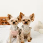 さくらんぼ刺繍ハーネス+リードSET【名入れ刺繍対応】