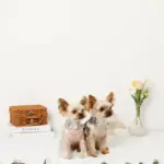 さくらんぼ刺繍ハーネス+リードSET【名入れ刺繍対応】