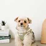 恐竜柄刺繍ハーネス+リードSET【名入れ刺繍対応】