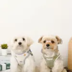 恐竜柄刺繍ハーネス+リードSET【名入れ刺繍対応】