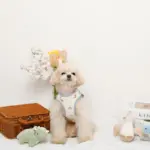 恐竜柄刺繍ハーネス+リードSET【名入れ刺繍対応】