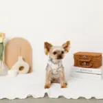 恐竜柄刺繍ハーネス+リードSET【名入れ刺繍対応】